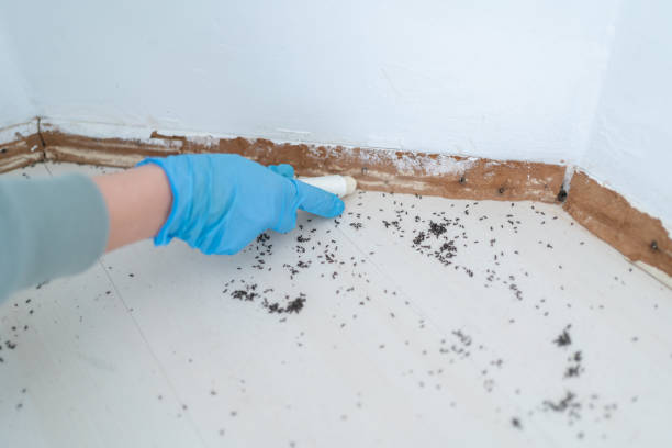 Best Pest Prevention Services  in Johnson, AR
